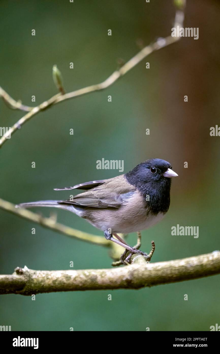 Issaquah, Washington, USA. Der männliche Oregon Junco hockte im Frühling auf einem Ast mit sich öffnenden Blättern Stockfoto