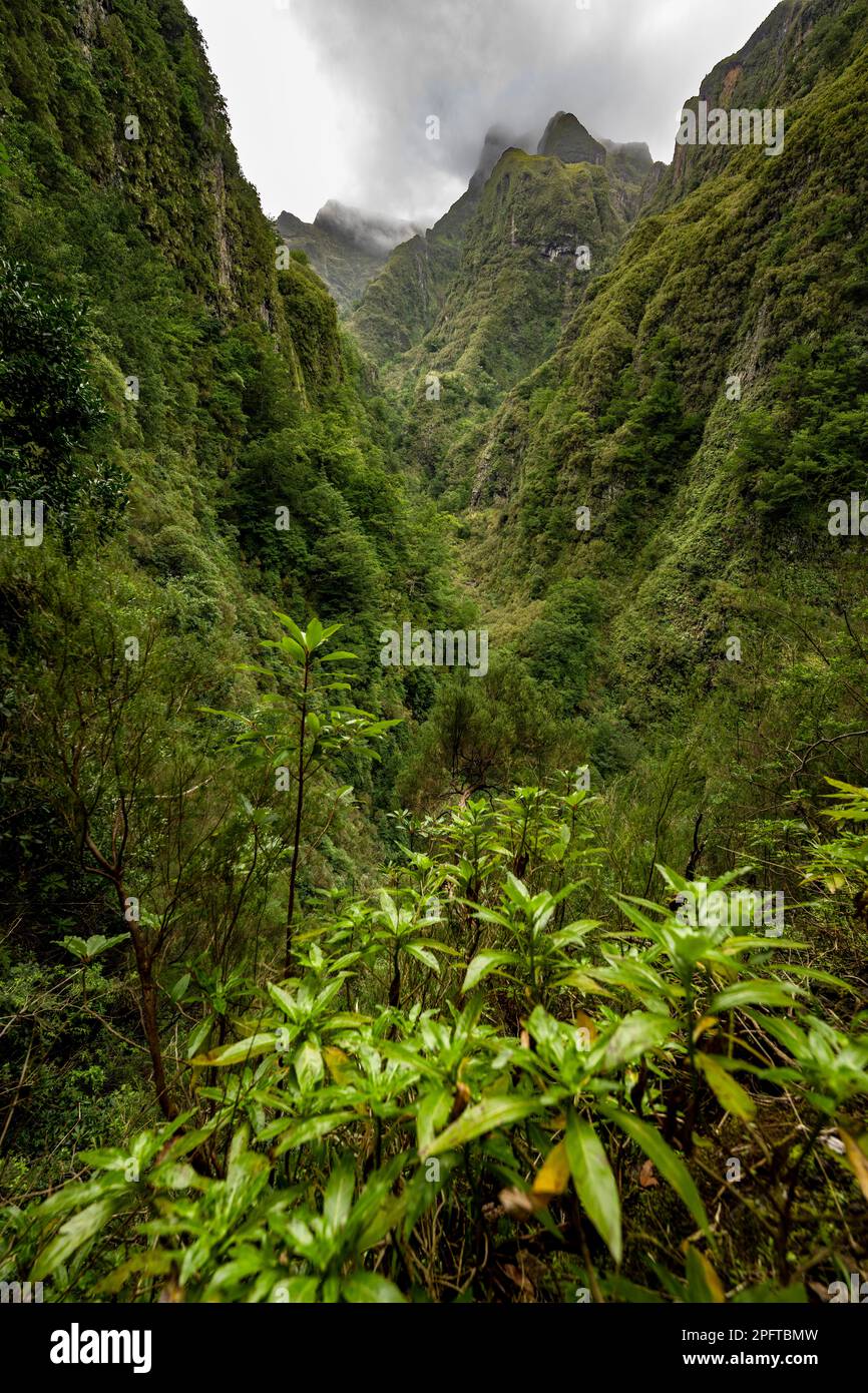 Bewaldete Berge und Schluchten, Levada do Caldeirao Verde, Parque Florestal das Queimadas, Madeira, Portugal Stockfoto