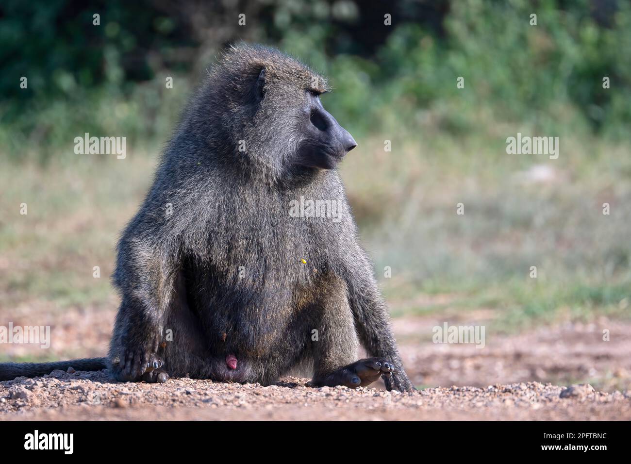 Olivenpavian (Papio anubis), Männlich, Serengeti-Nationalpark, Tansania Stockfoto