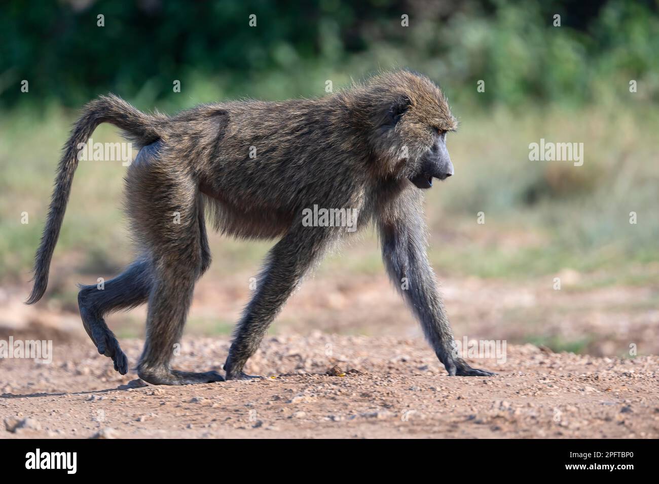 Olivenpavian (Papio anubis), Wanderung, Serengeti-Nationalpark, Tansania Stockfoto