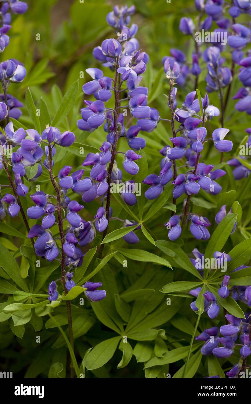 Blühende Breitblättrige Lupine (Lupinus latifolius), Mount Rainier N. P. utricularia ochroleuca (U.) (U.) S.A. Stockfoto