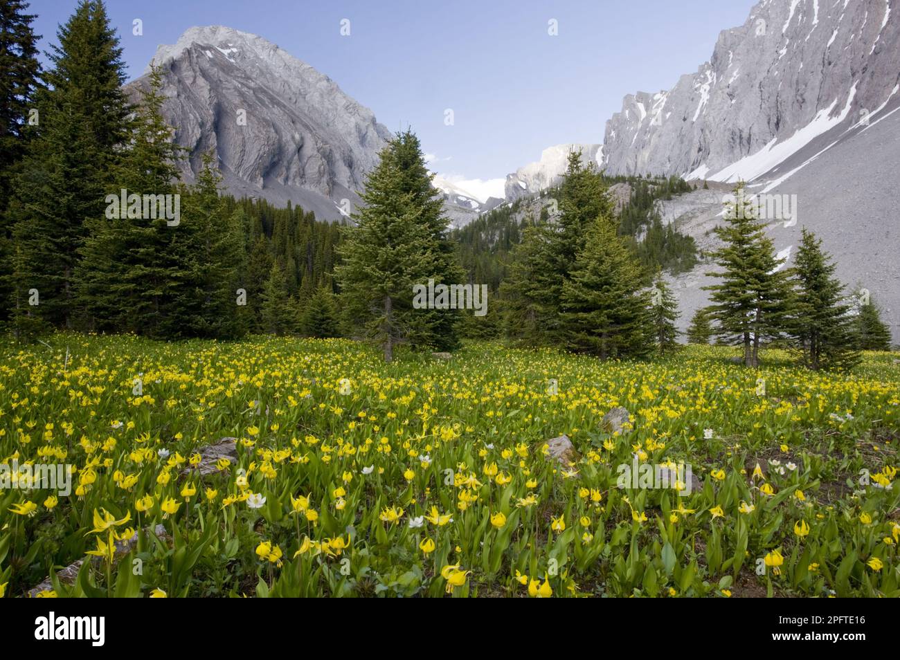 Massenhaft blühende Hundezahnlilie (Erythronium grandiflorum), am Rand eines Nadelwaldes in den Bergen, Chester Lake, Peter Lougheed Stockfoto