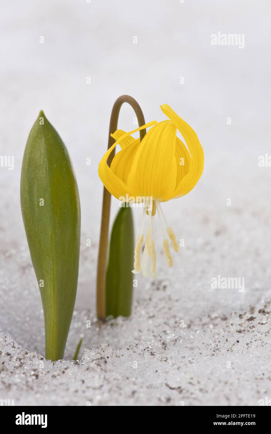 Blühende Hundezahnlilie (Erythronium grandiflorum), die durch Schnee auftaucht, Mount Rainier, utricularia ochroleuca (U.) (U.) S.A. Stockfoto