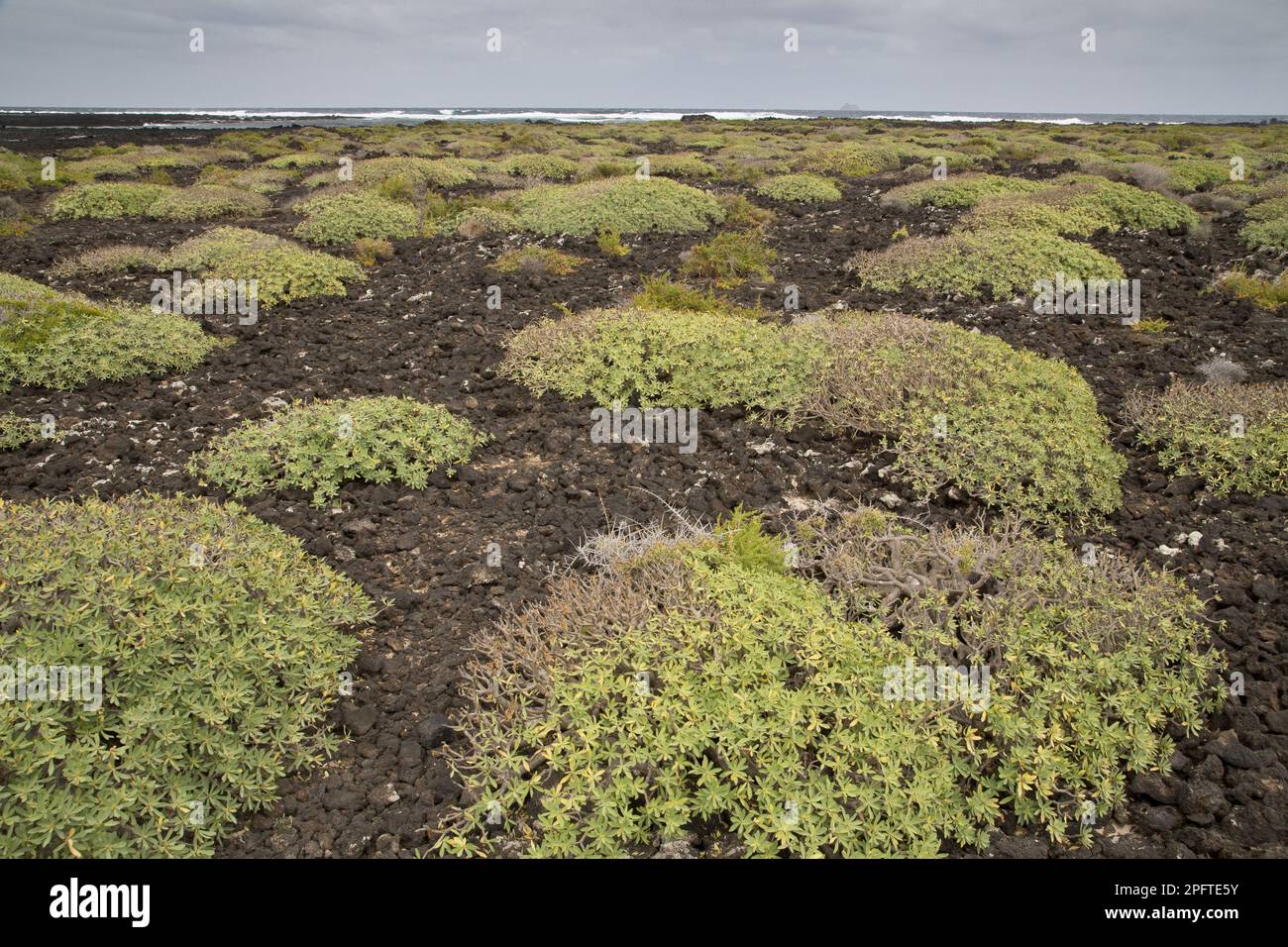 Angewohnheit des Balsam-Spurfens (Euphorbia balsamifera), der den jüngsten Lavafluss an der Küste, Malpais de la Corona, Lanzarote, Kanarische Inseln besiedelt Stockfoto