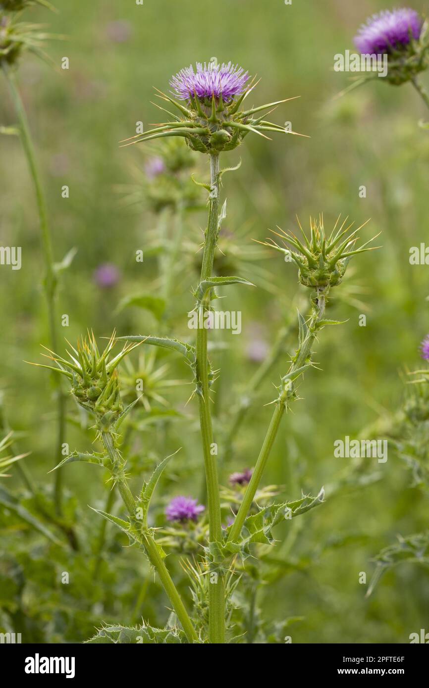 Carduus marianum, Carduus marianus (Silybum marianum), Milchdistel, Fieberdistel, Mariendistel, Retterdistel (Asteraceae), Milchdistel Stockfoto