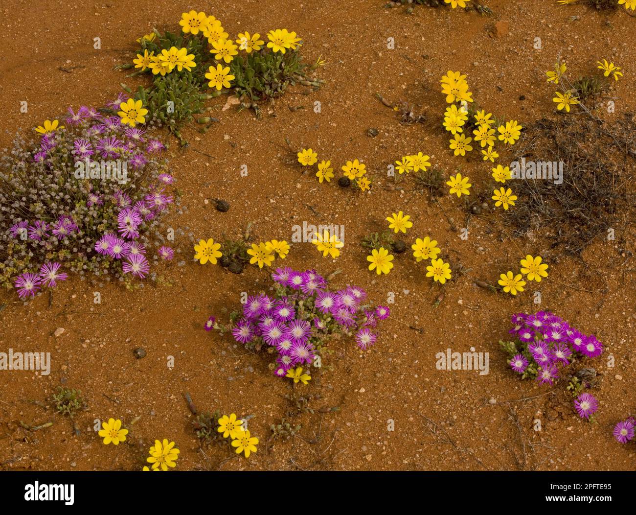 Lichtensteins Gazania (Gazania lichtensteinii) und Dew Midday Blume (Drosanthemum hispidum) blühen, Namaqua-Wüste, Namaqualand, Südafrika Stockfoto