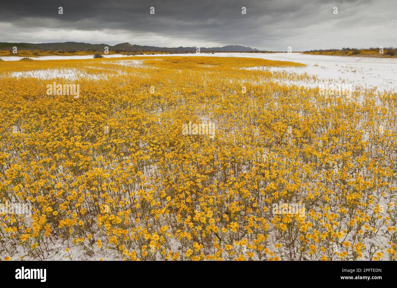 Goldfelder nach Coulter (Lasthenia glabrata ssp. Coulteri) Blütenmasse, die am Rand des Lebensraums für Soda-Asche wächst, Carrizo Plain, utricularia ochroleuca Stockfoto