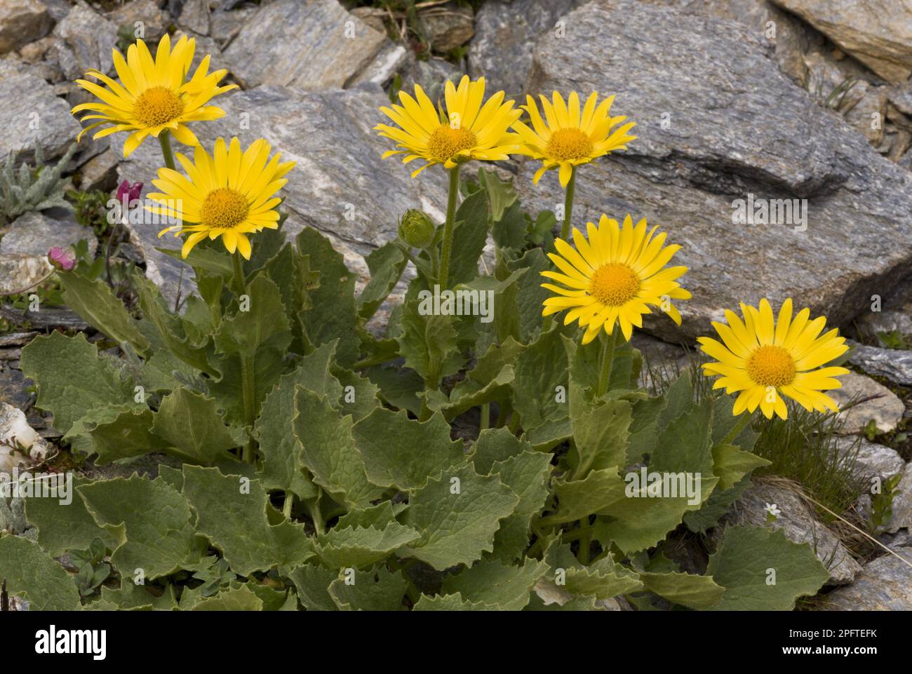 Großblütige Leopardenbane (Doronicum grandiflorum) Blüte, Vanoise N. P. Französische Alpen, Frankreich Stockfoto