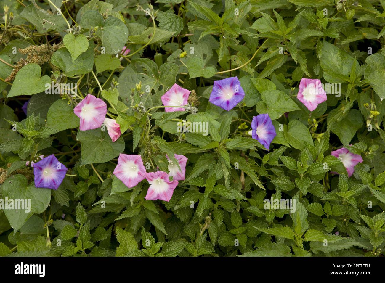 Die Morgenlila-Morgengloria (Ipomoea purpurea) führte Arten ein, die blühen, auf brachliegenden Flächen wachsen, Biertan, Siebenbürgen, Rumänien Stockfoto