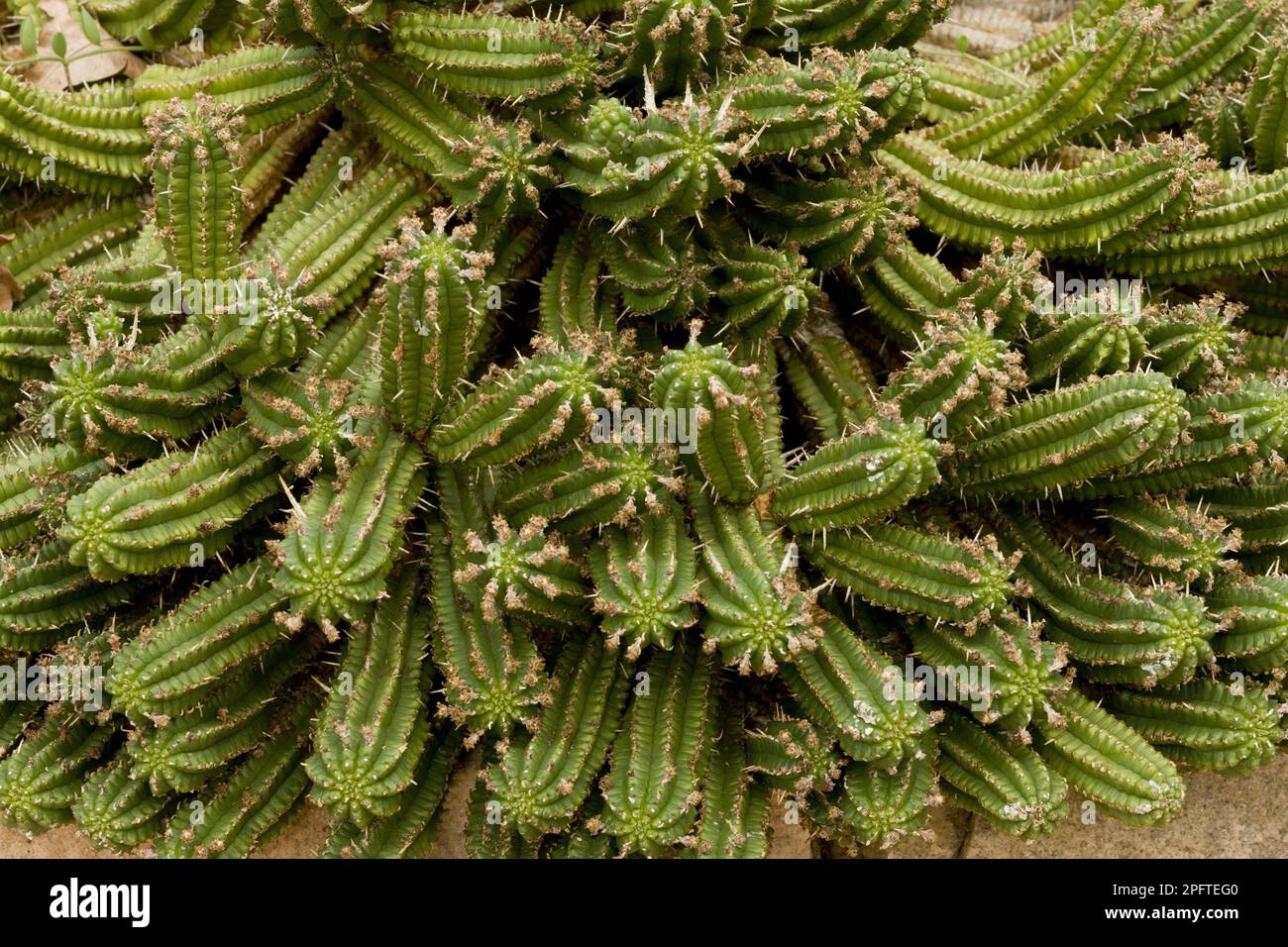 Corn Cob Euphorbia (Euphorbia mamillaris) Spiny Stems, Südafrika Stockfoto