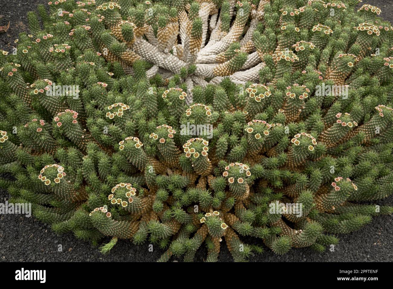 Medusas Kopf (Euphorbia caput-medusae), die Familie der Spurger, Medusas Kopf blüht, endemisch in Südafrika Stockfoto