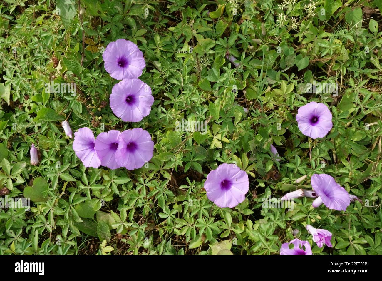 Strand Morgenstrand Morgengloria (Ipomoea pes-caprae), Blumen unter anderen schleichenden Pflanzen am Strand, Thailand Stockfoto