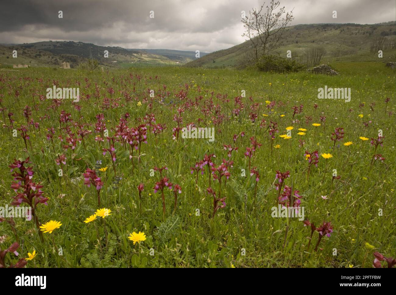 Blühende rosa Schmetterlingsorchidee (Orchis papilionacea), Masse mit anderen Wildblumen in altem Weideland, Halbinsel Gargano, Apulien, Italien Stockfoto