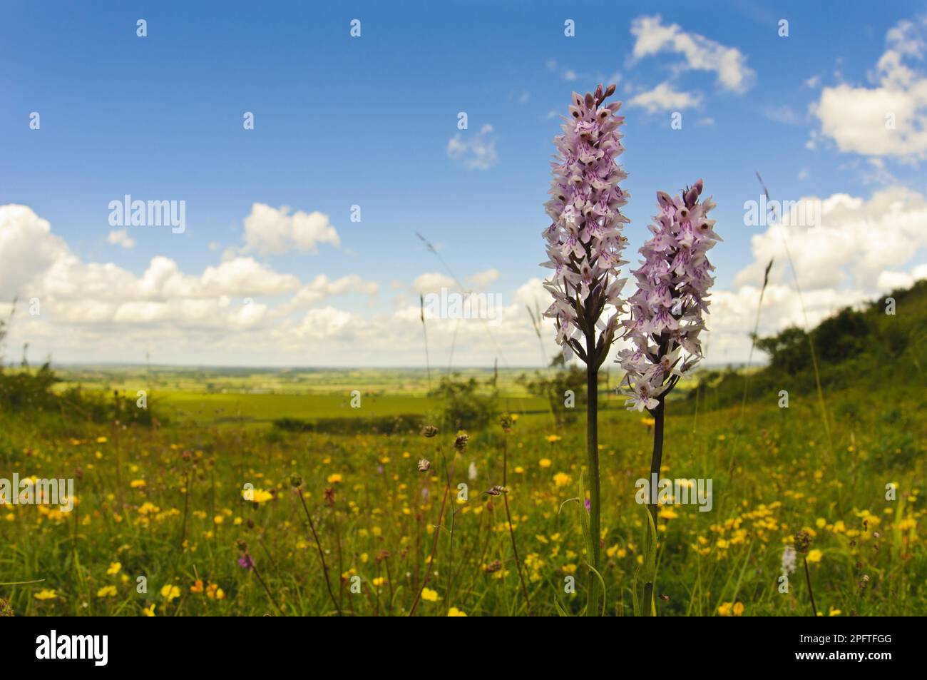 Gefleckte gemeine Orchidee (Dactylorhiza fuchsii) zwei Blumennadeln, die auf einer Wiese auf einem Hügel wachsen, Ivinghoe Beacon, Chiltern Hills Stockfoto