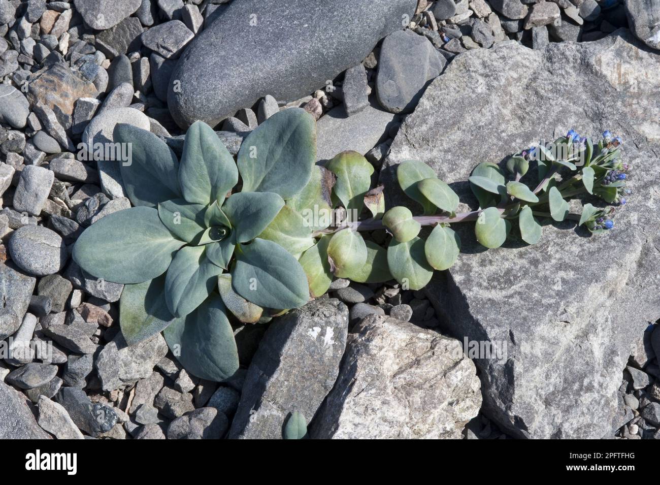 Blühende Austernblätter (Mertensia maritima), auf Schindeln angebaut, Muckle Uri Geo, Fair Isle, Shetland-Inseln, Schottland, Vereinigtes Königreich Stockfoto