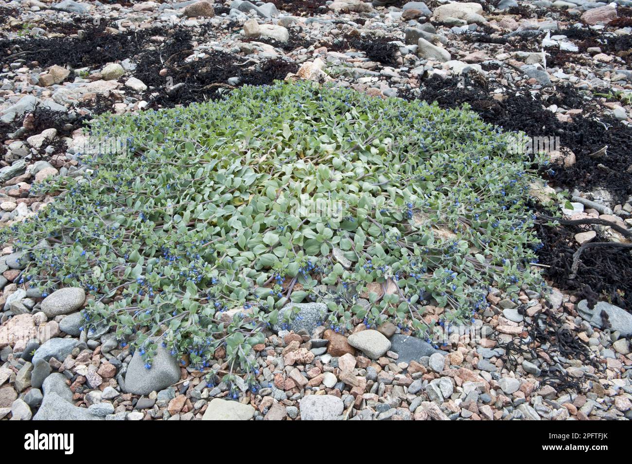 Blühende Austernblätter (Mertensia maritima), die an Kieselstrand wachsen, Unrafirth, Festland, Shetland-Inseln, Schottland, Vereinigtes Königreich Stockfoto