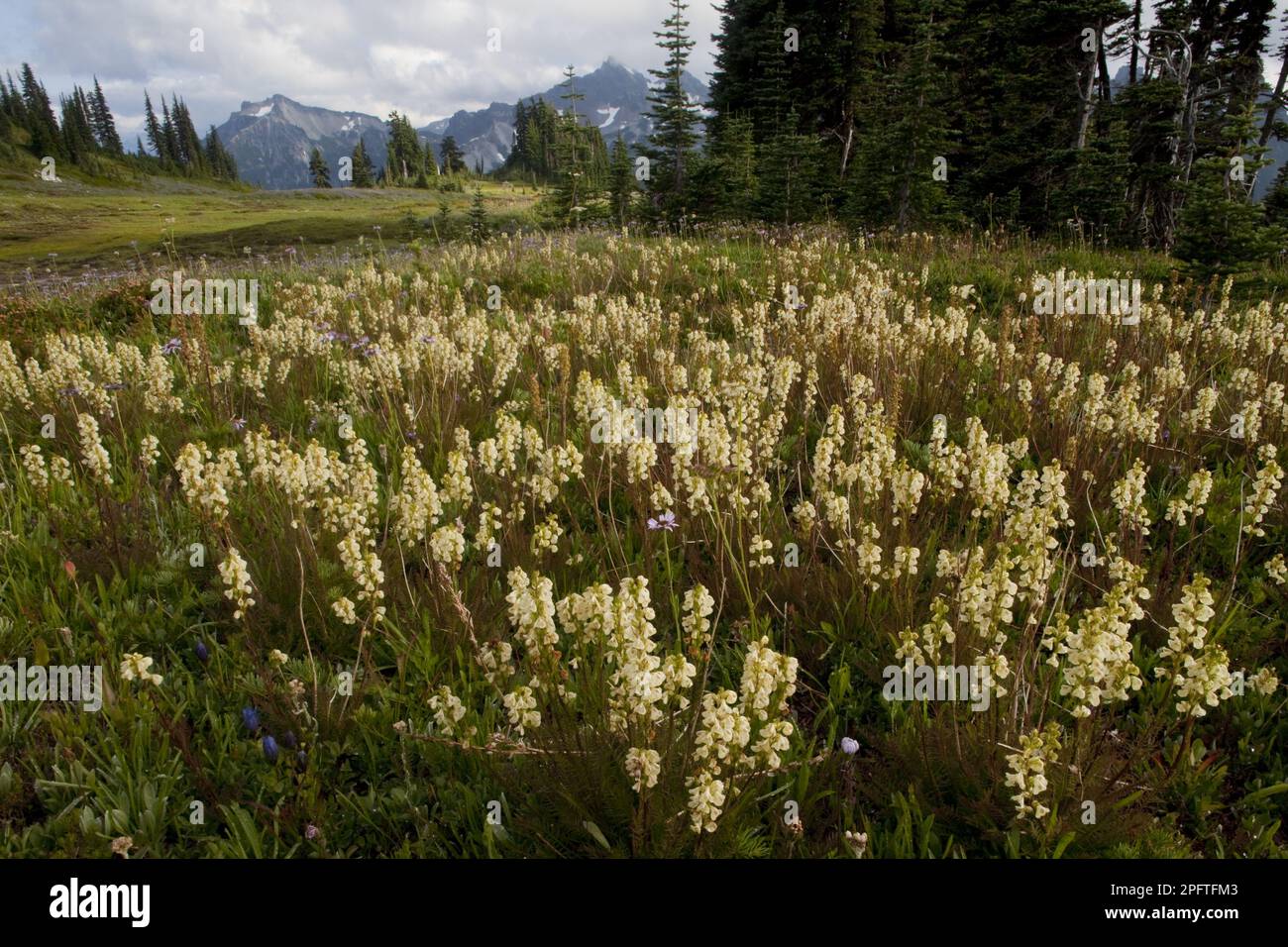 Schnabelwürfel (Pedicularis contorta var. Contorta) blühend, in Habitat, Mazama Ridge, Mount Rainier N. P. Washington (U.) S. A. Stockfoto