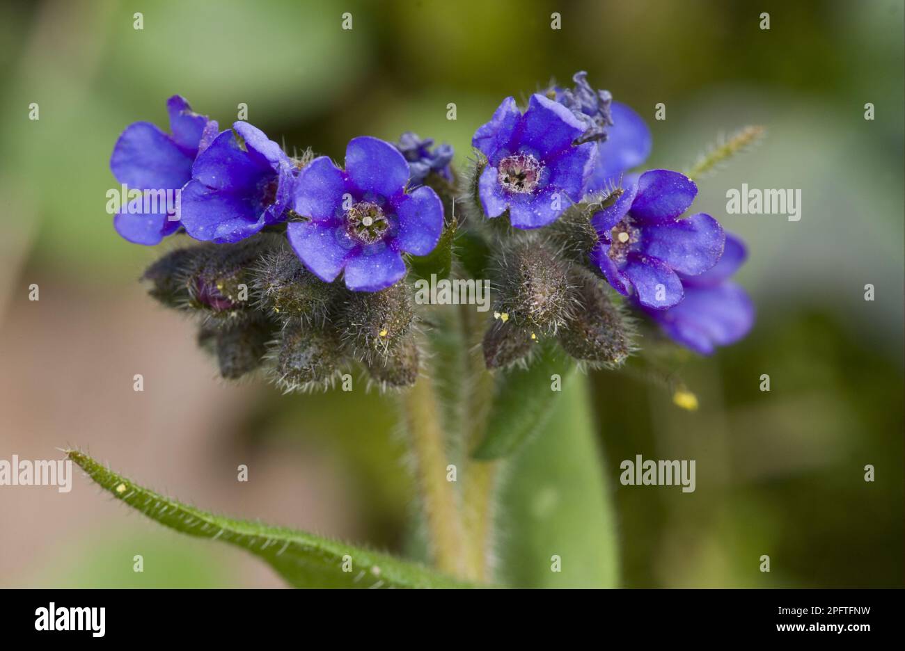 Schwarzblättrige Lungenkraut (Pulmonaria longifolia) aus der Nähe von Dorset, England, Vereinigtes Königreich Stockfoto