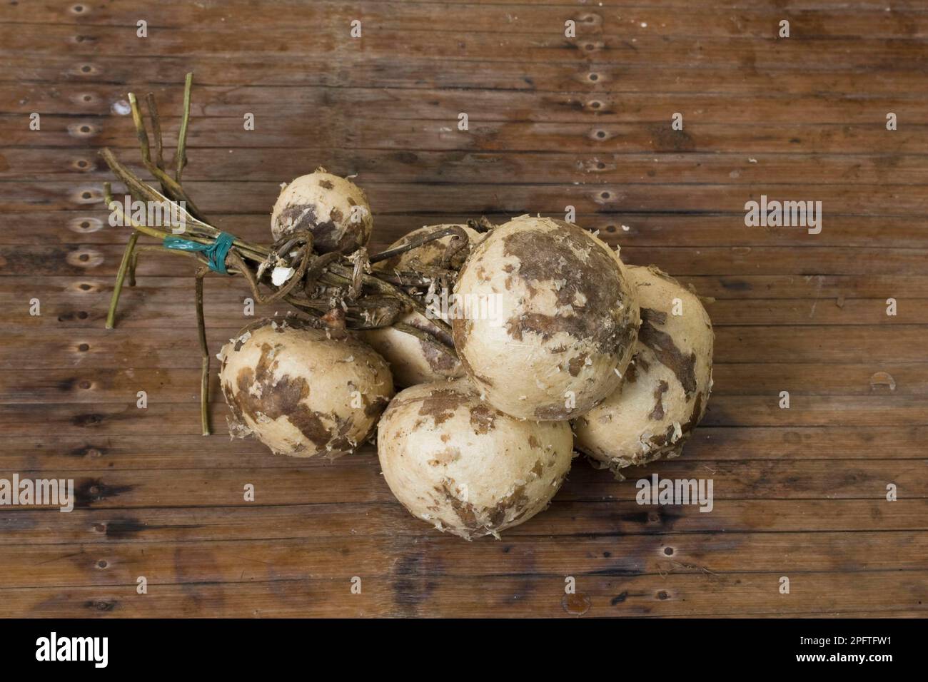 Jicama (Pachyrhizus erosus) erntete essbare Wurzeln, Palawan, Philippinen Stockfoto