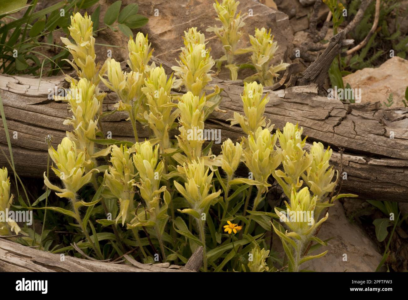 Blühende Westpinsel (Castilleja occidentalis), Grand Teton N. P. utricularia ochroleuca (U.) (U.) S.A. Stockfoto