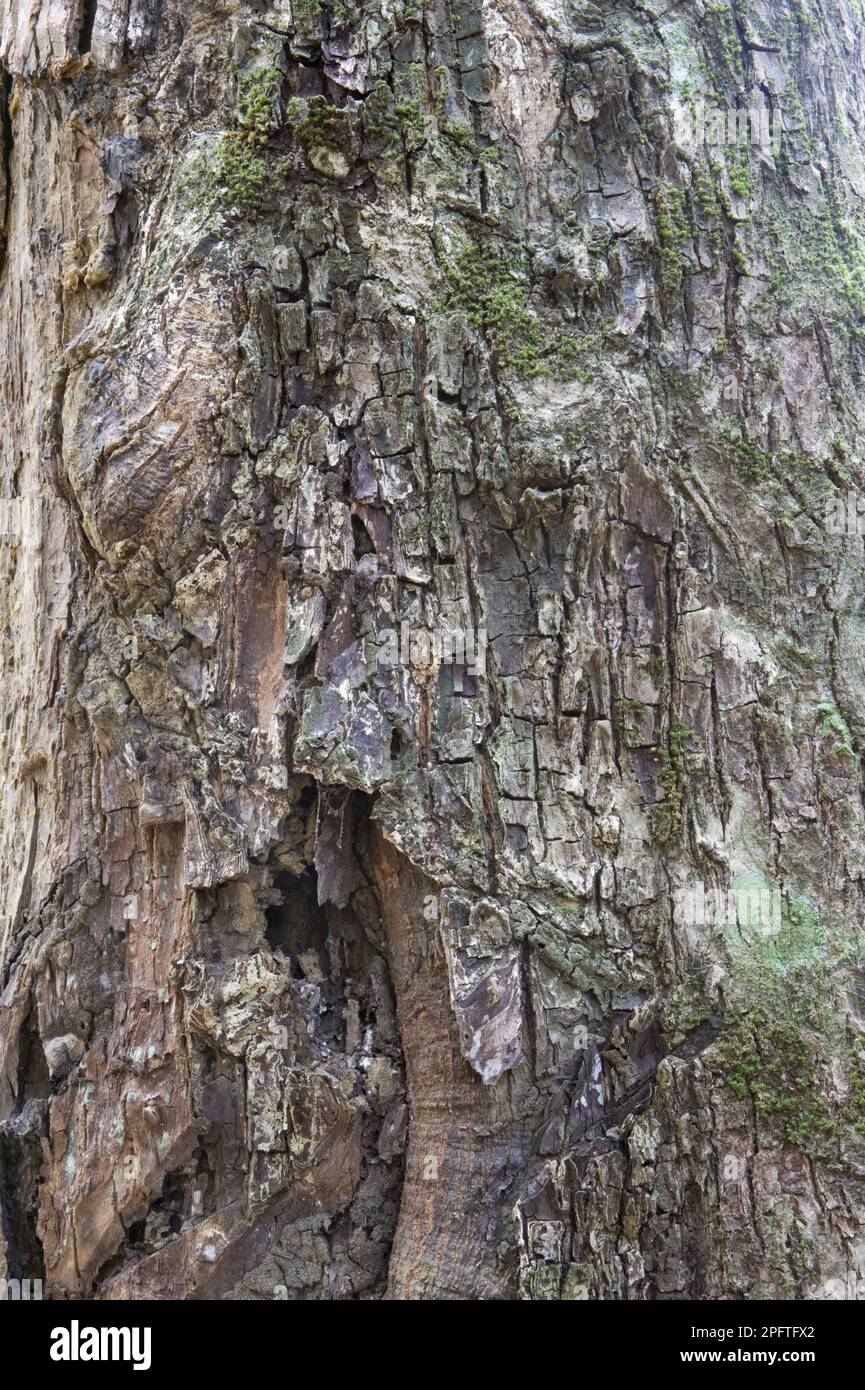 Weiche Wallaba (Eperua falcata) Nahaufnahme von Rinde, Iwokrama Regenwald, Guayana Shield, Guyana Stockfoto