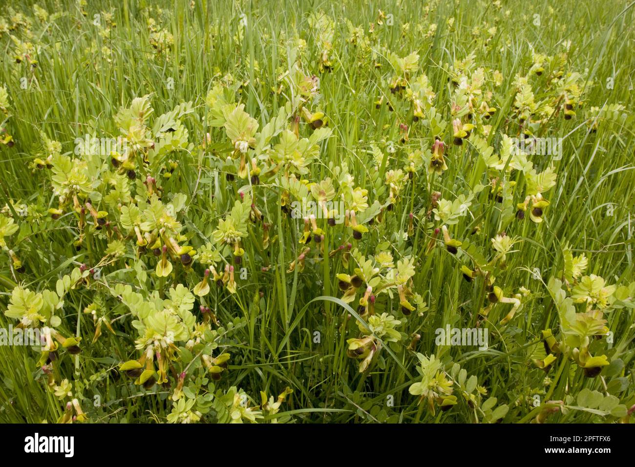 Mediterrane Wiege (Vicia melanops) blühend, Halbinsel Gargano, Apulien, Italien Stockfoto