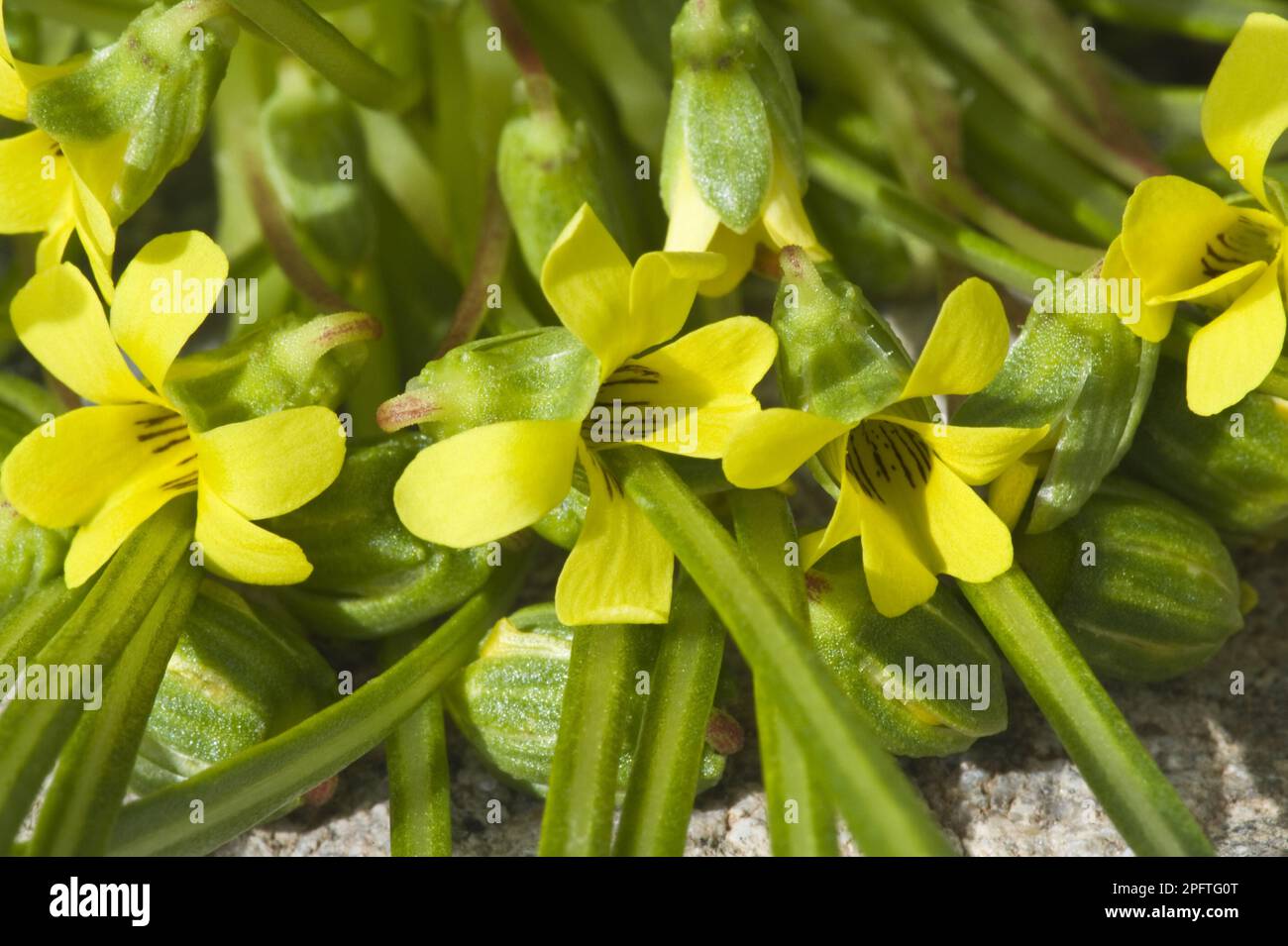 Violeta del Campo (Viola asterias): Blumen aus nächster Nähe, Quebrada del Castillo, Parque National Pan de Azucar, Atacama-Wüste, Chile Stockfoto