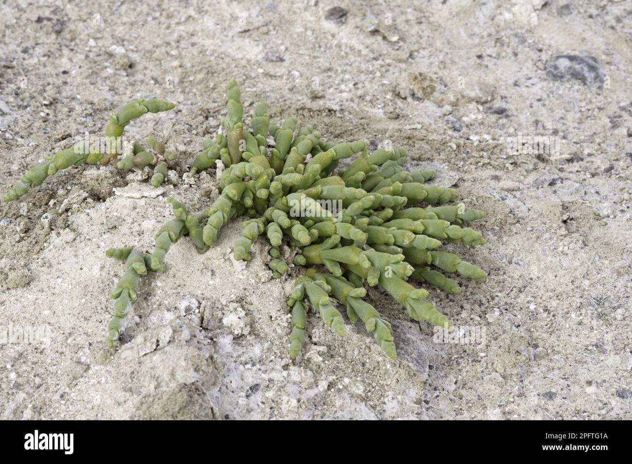 Mehrjährige Glaswürze (Sarcocornia perennis), die auf Saltern wachsen, Provinz Santa Cruz, Patagonien, Argentinien Stockfoto