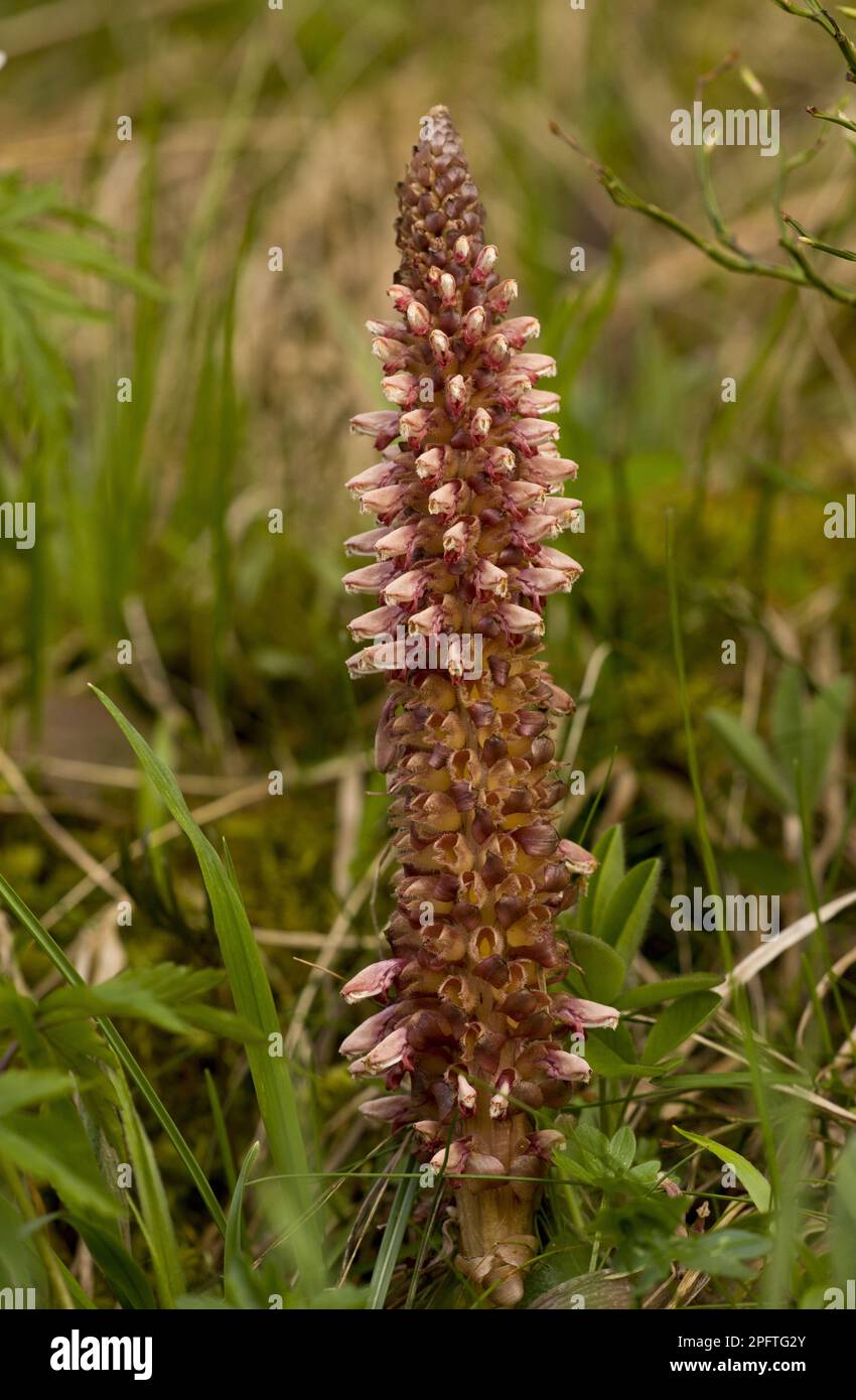 Rhodope Toothwort (Lathraea rhodopea) endemische Arten, blühend, Rhodopi-Gebirge, Bulgarien Stockfoto