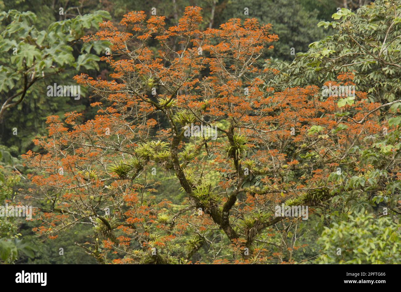 Korallenbaum (Erythrina poeppigiana) eingebürgerte Arten, blühend, mit Epiphyten, die auf Zweigen wachsen, Trinidad, Trinidad und Tobago Stockfoto