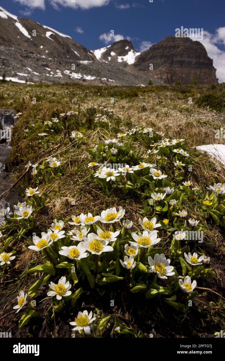 Weißer Sumpfmakrele (Caltha leptosepala), Gartenmakrele, Ranunculaceae, blühende weiße Sumpfmakrele, in Berghabitat, unterhalb des Helen Lake Stockfoto