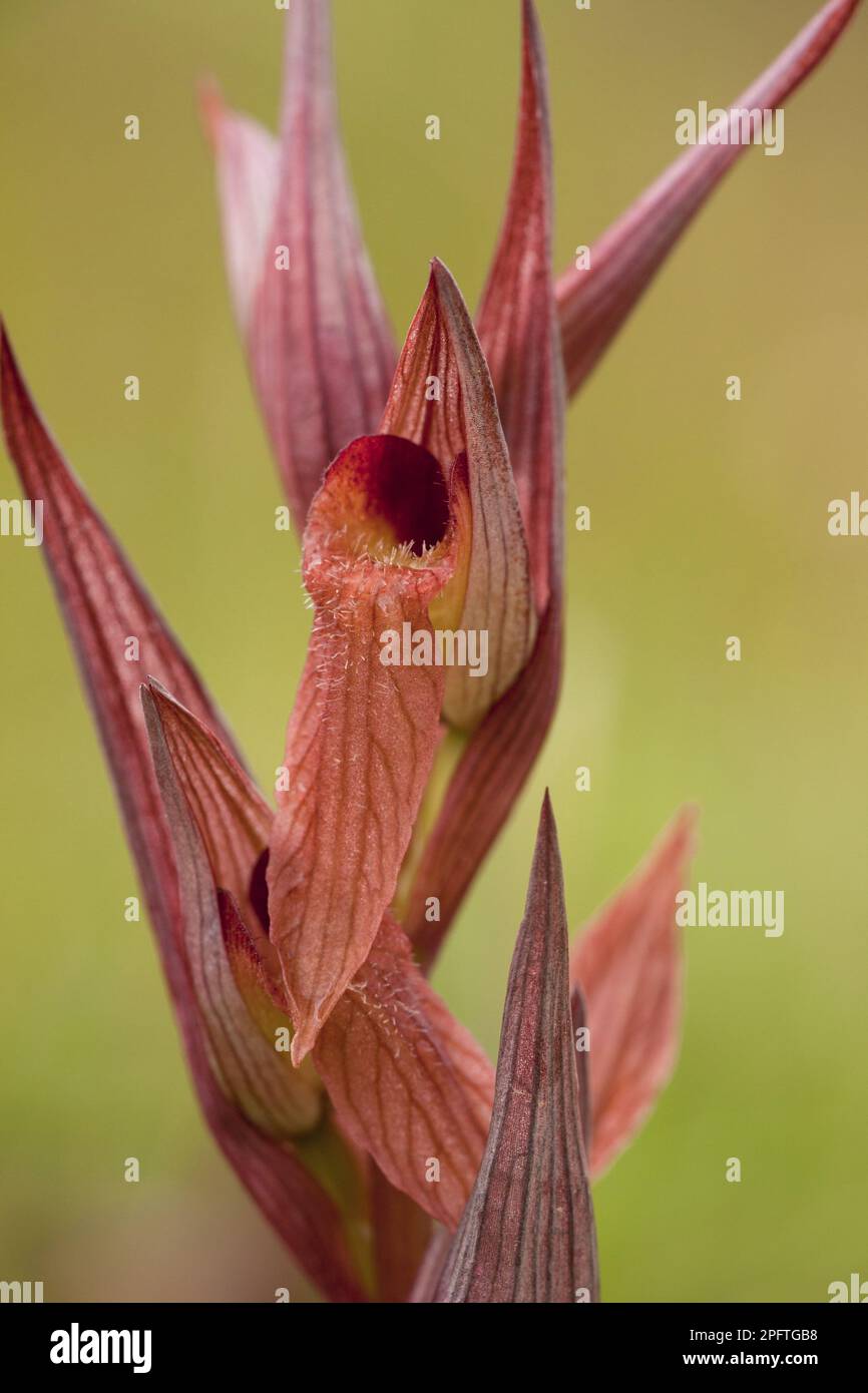 Longlippenzunge Orchidee (Serapias vomeracea) Nahaufnahme von Blumen, Süditalien Stockfoto