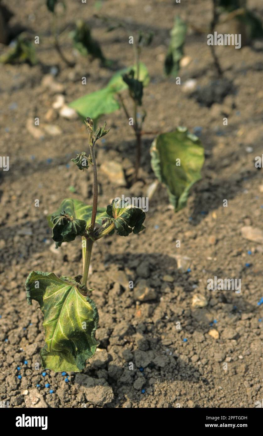 Feuerbohne, Scharlachbohne (Phaseolus coccineus), Schmetterlingsbohne, Setzlinge von Läuferbohnen, beschädigt durch späten Frost, West Sussex, England, United Stockfoto