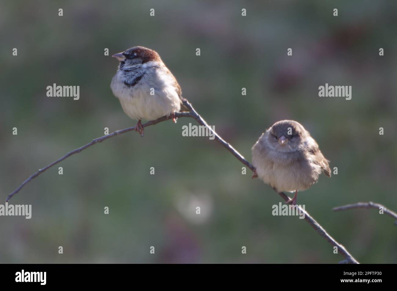 Ein Paar Hausspatzen sitzen zusammen auf einem getrockneten Stiel, mit ihren Federn, um die Vögel rund erscheinen zu lassen. Stockfoto