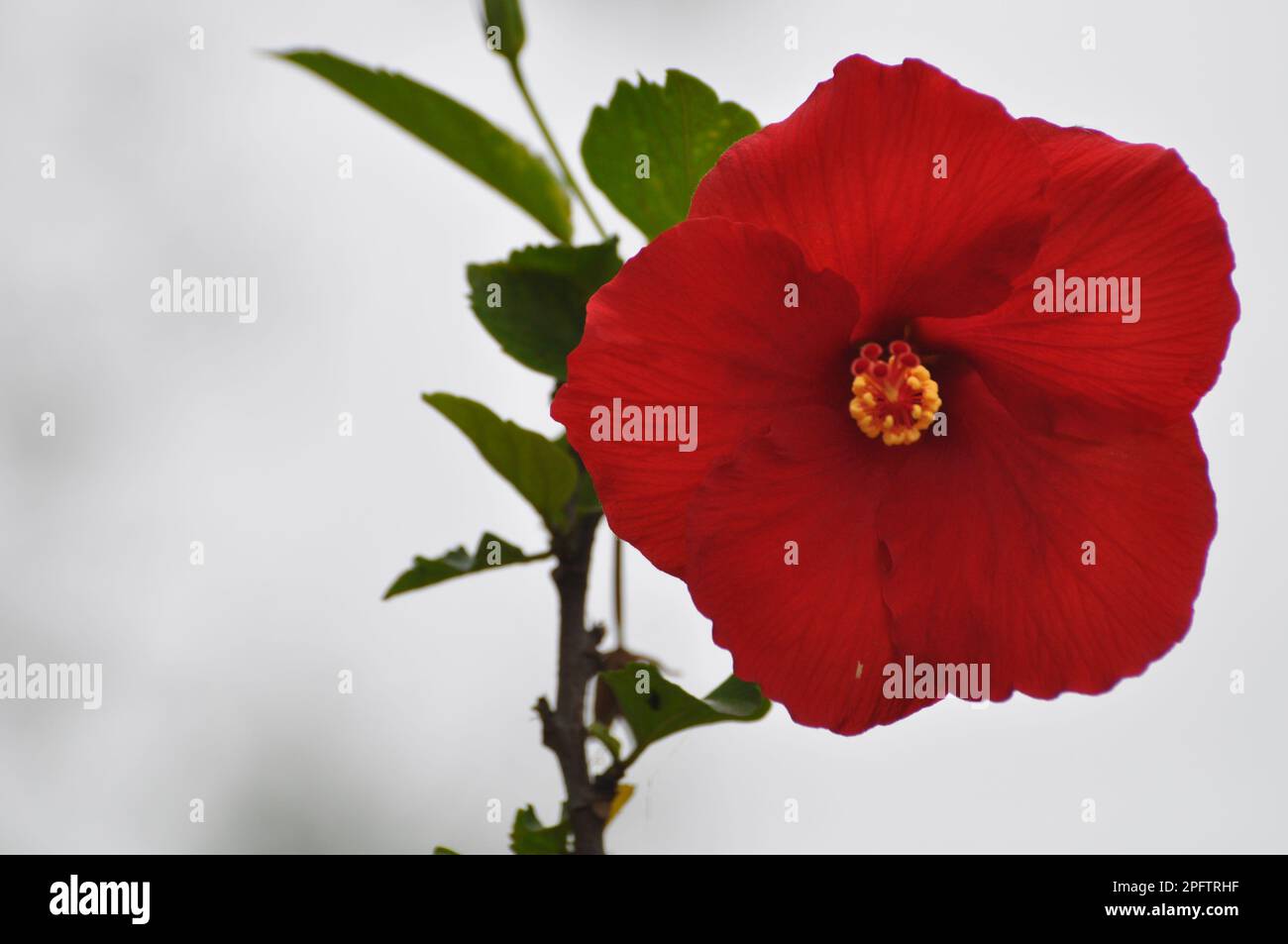 Blühende rote Hibiskusblume mit Stiel und bewölktem Hintergrund Stockfoto