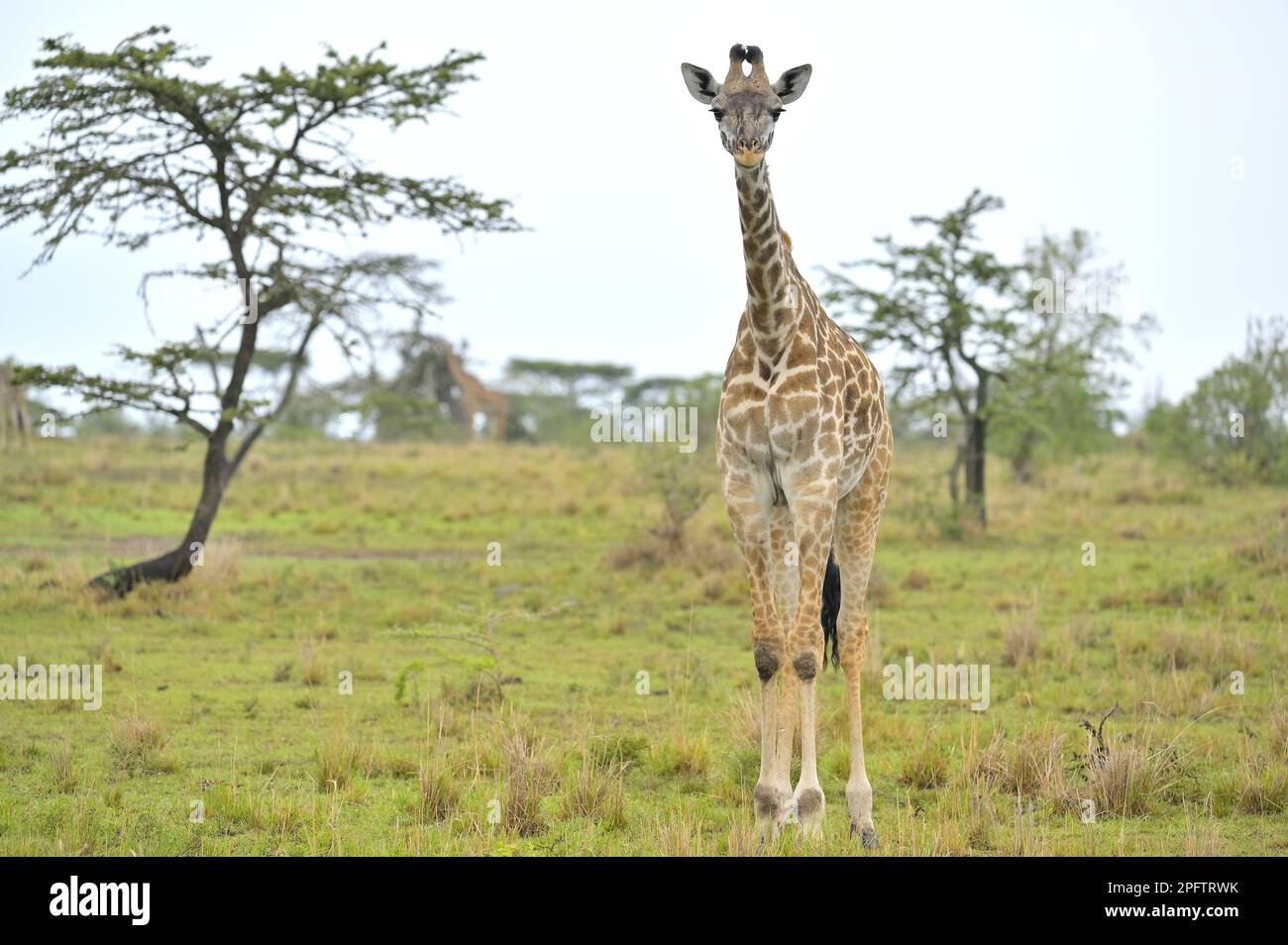 Eine junge Giraffe (Giraffa camelopardalis) auf einem morgendlichen Spaziergang im epischen Masai Mara, Narok KE Stockfoto