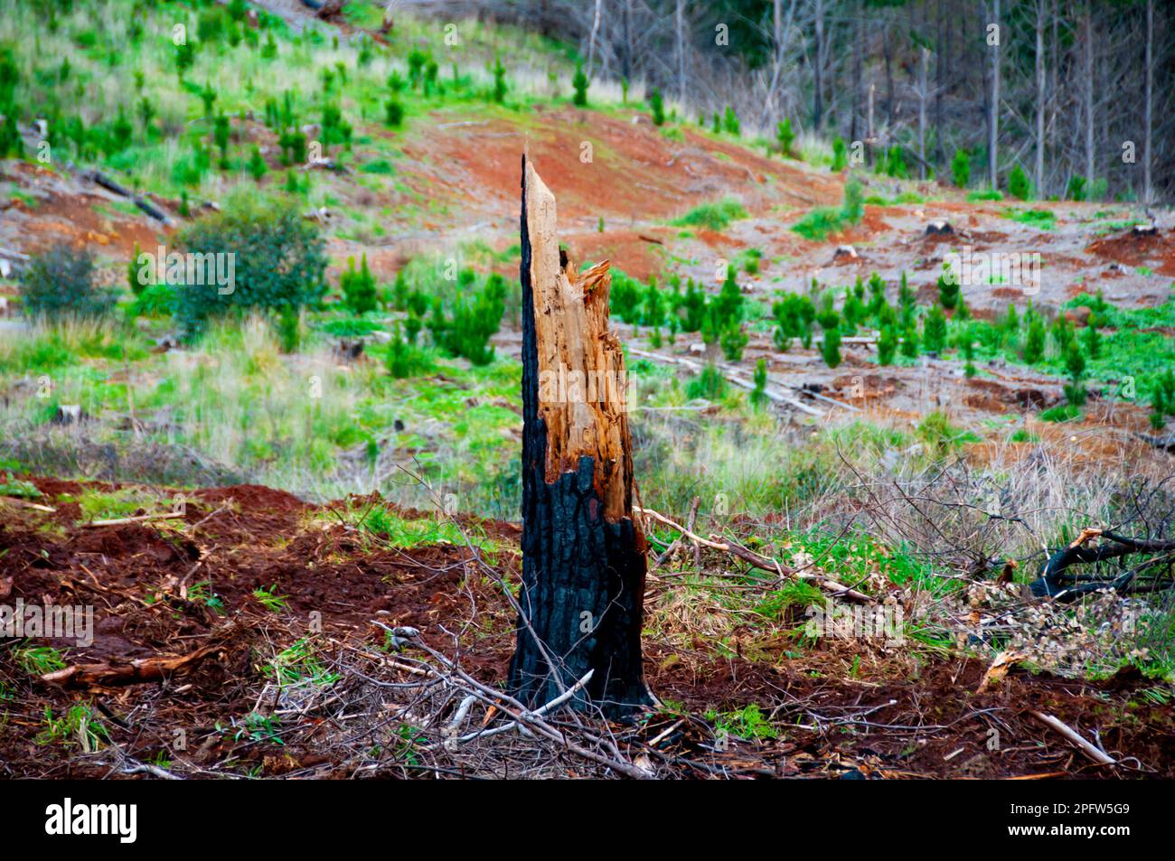 Baumstümpfe Entwaldung im Wald Stockfoto