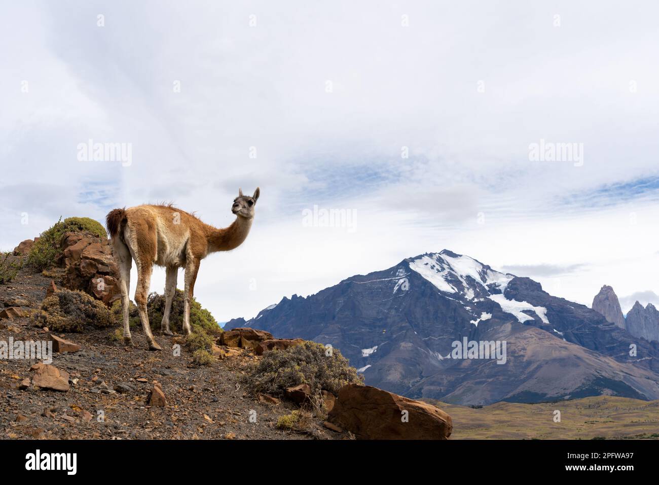 Ein Guanaco auf dem Hügel mit den Bergen im Hintergrund im Paine-Nationalpark, Chile. Stockfoto