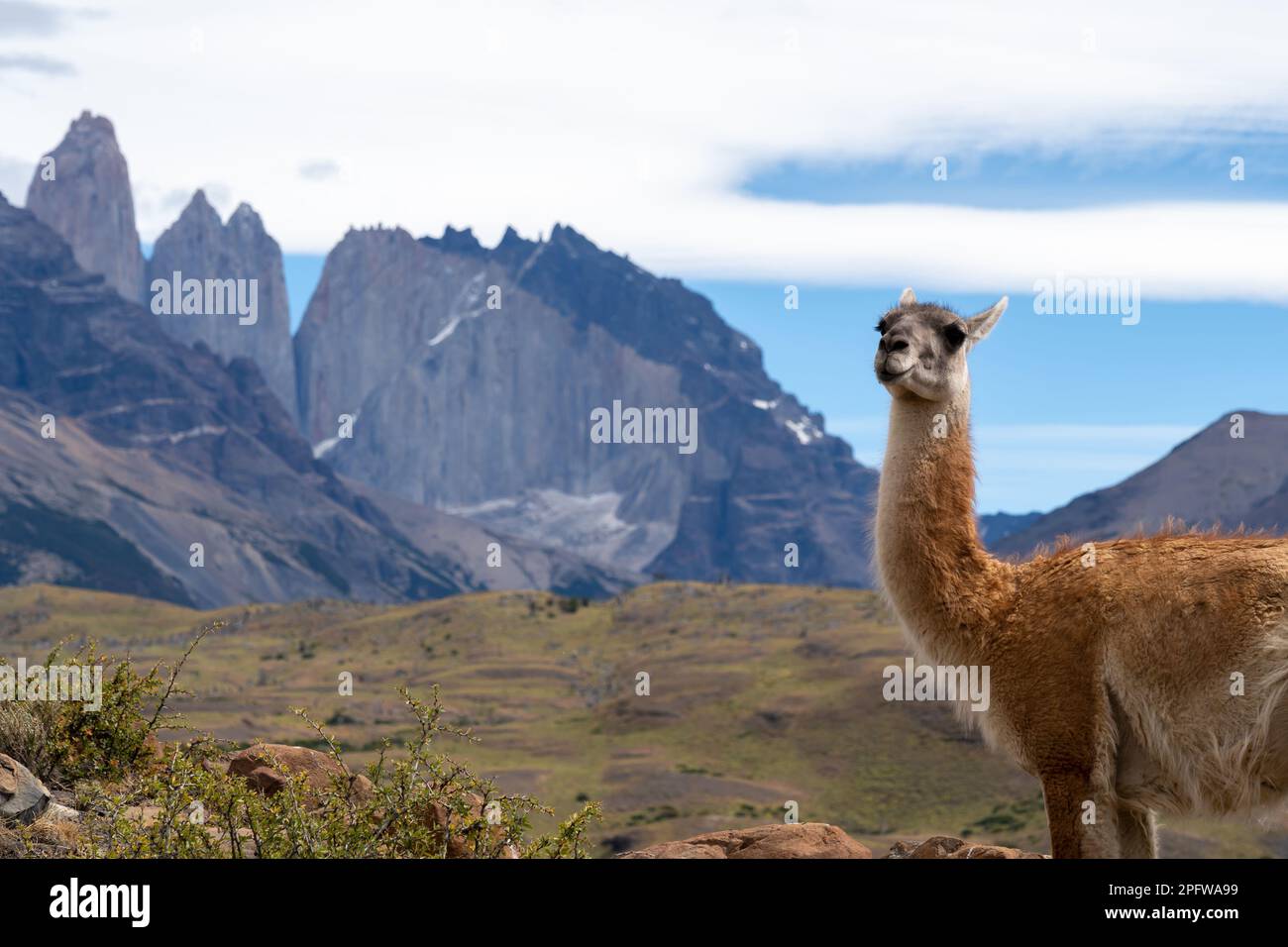 Ein Guanaco auf dem Hügel mit den Bergen im Hintergrund im Paine-Nationalpark, Chile. Stockfoto