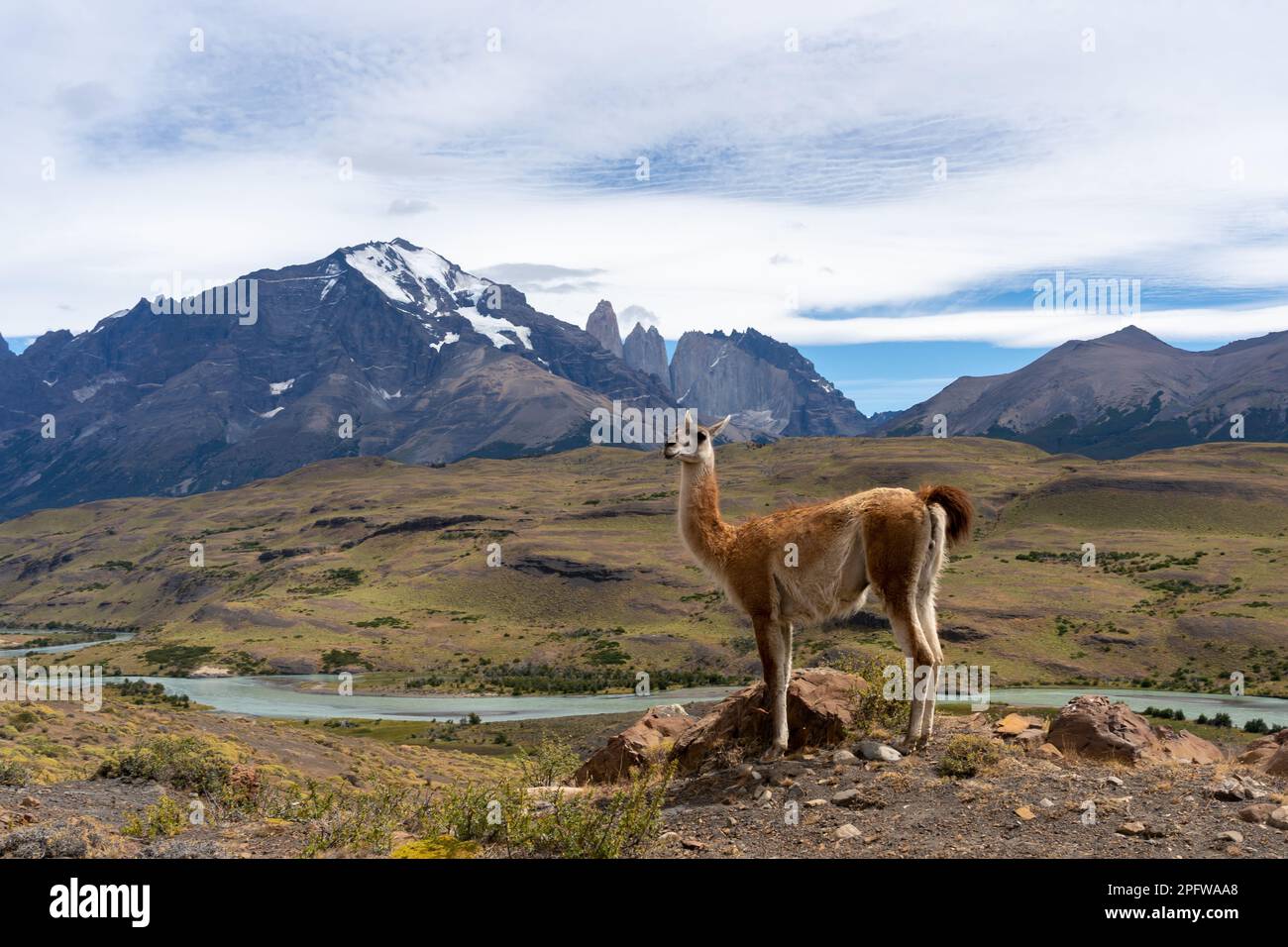 Ein Guanaco auf dem Hügel mit den Bergen und einem Fluss im Hintergrund im Paine-Nationalpark, Chile. Stockfoto