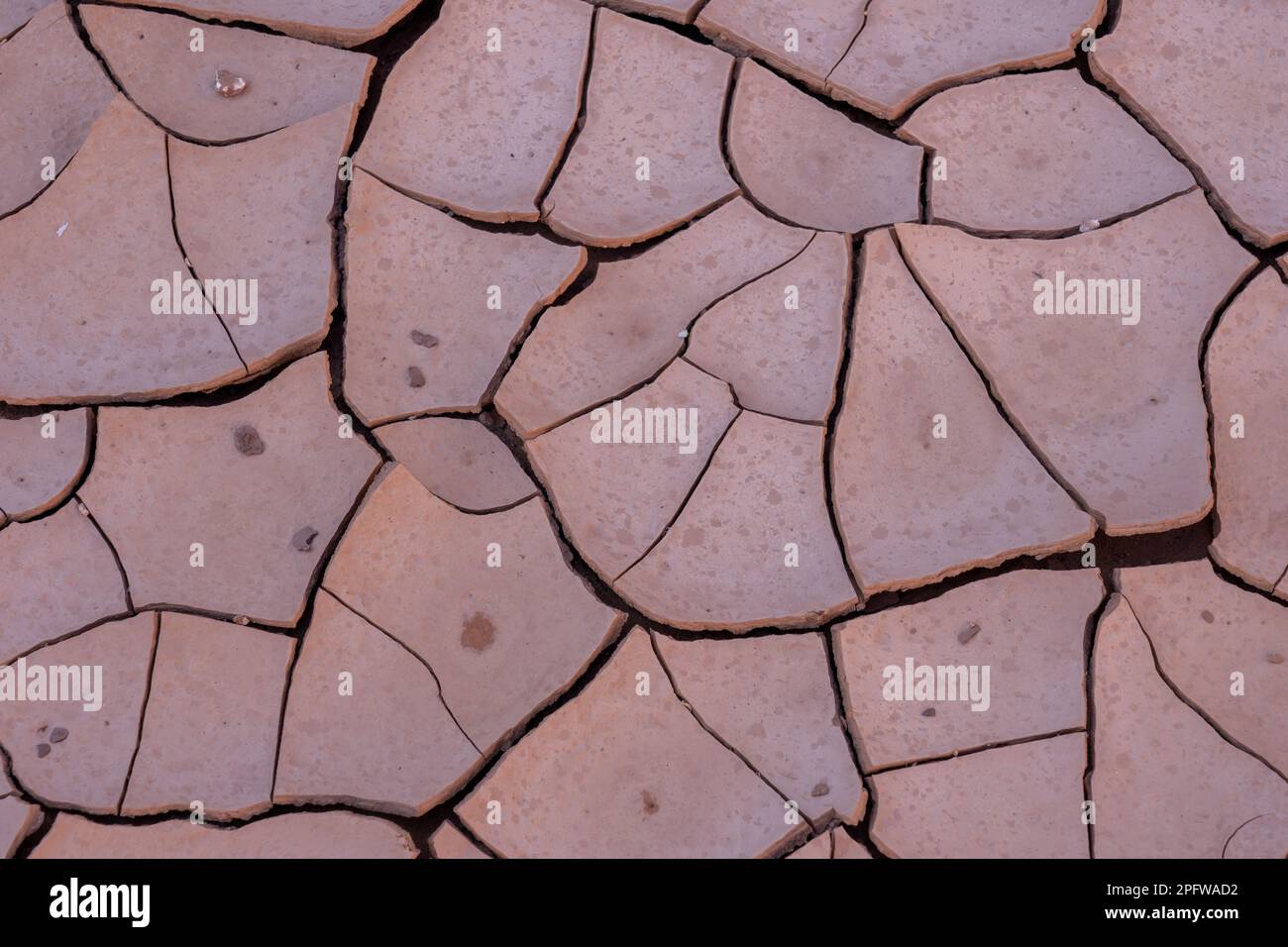 Nahaufnahme von getrocknetem braunem Schlamm mit Rissen und nassen Regentropfen auf der Oberfläche. Stockfoto