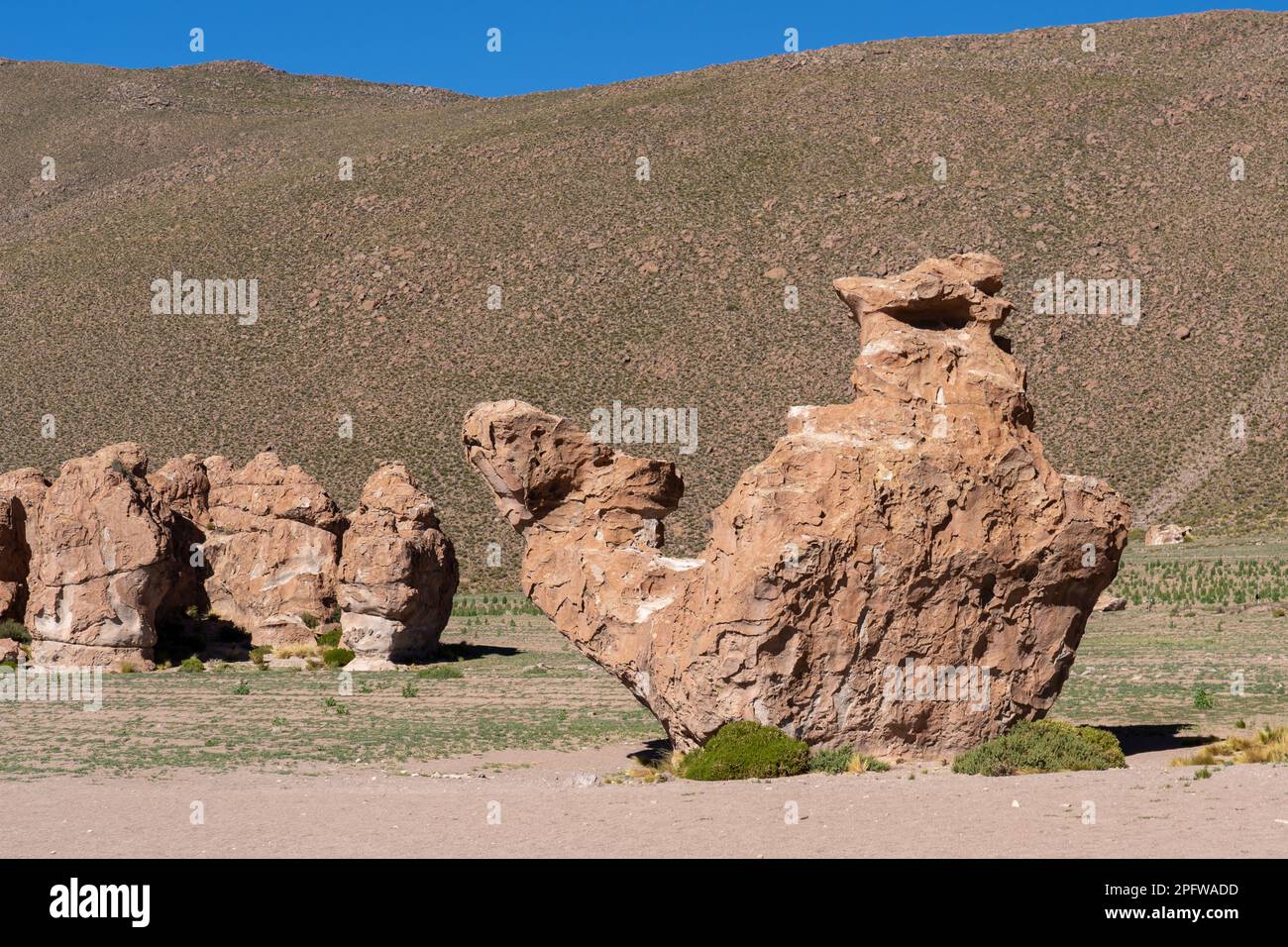 Die natürliche Felsformation des Kamels (Buckelstein El Camello) in Lost Italy (Italia Perdida), bolivianischer altiplano. Stockfoto