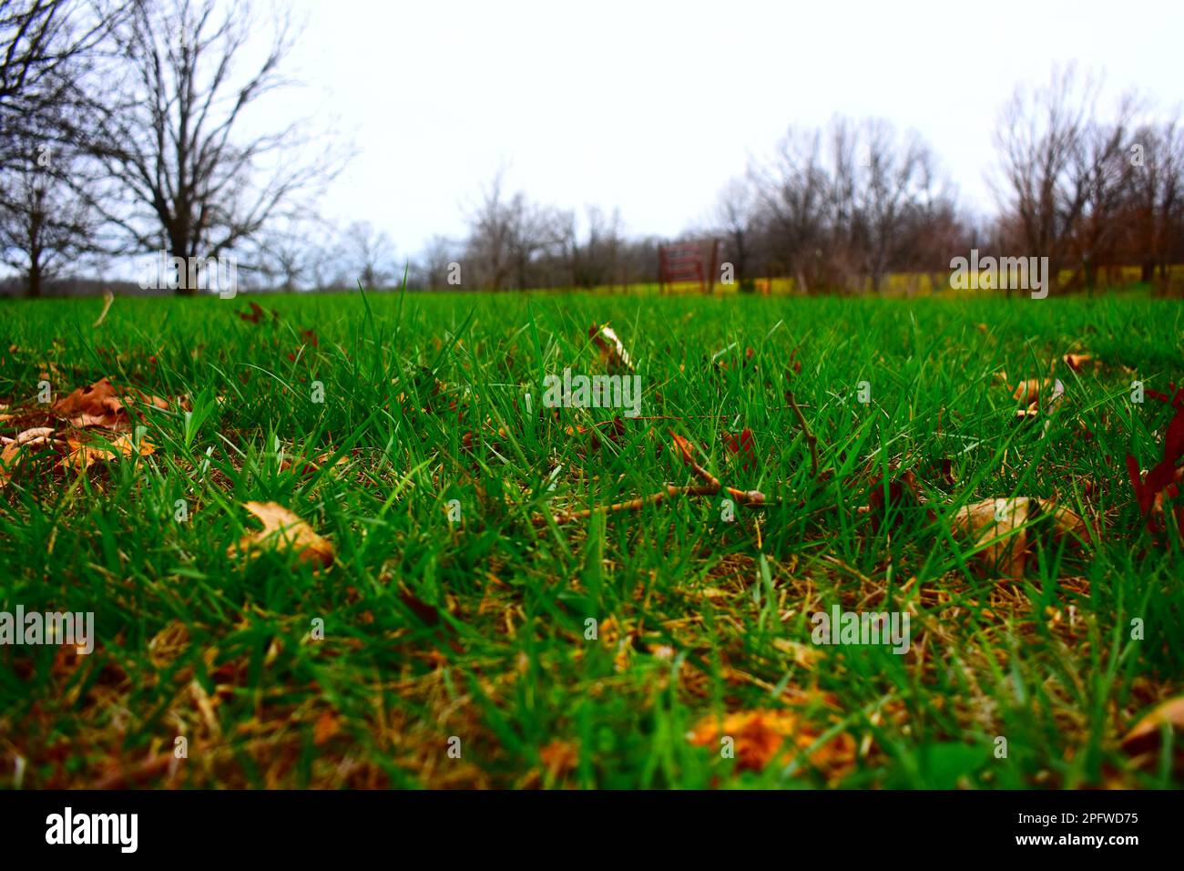 Eine schwache Perspektive auf einen üppigen grünen Rasen im ländlichen Missouri, MO, USA, USA. Frühling. Lebendige Farben. Stockfoto