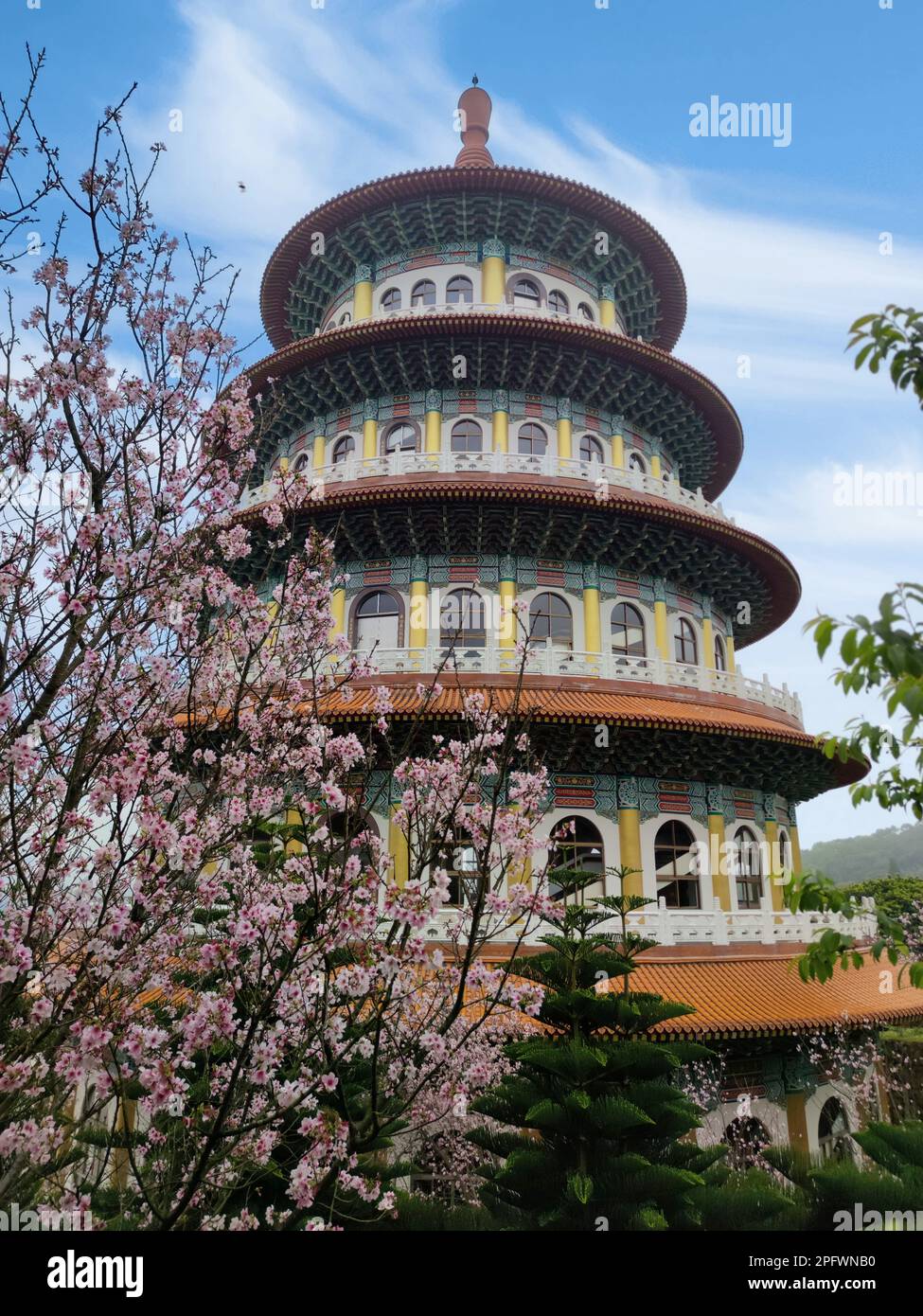 Der schöne Grippe Sakura Garten mit schönem Himmel in Taipei, Taiwan (mehrere Werte) Stockfoto