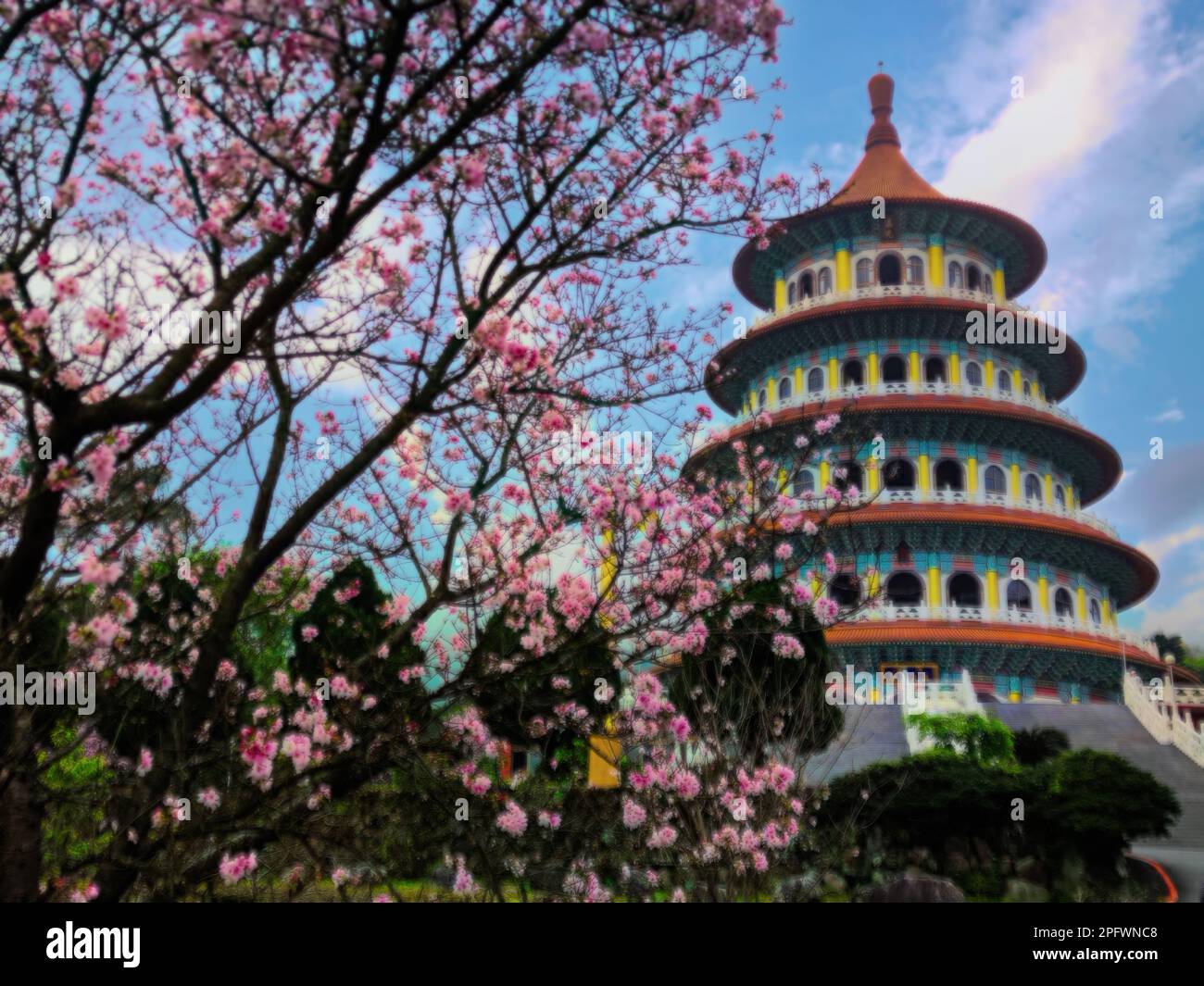 Der schöne Grippe Sakura Garten mit schönem Himmel in Taipei, Taiwan (mehrere Werte) Stockfoto