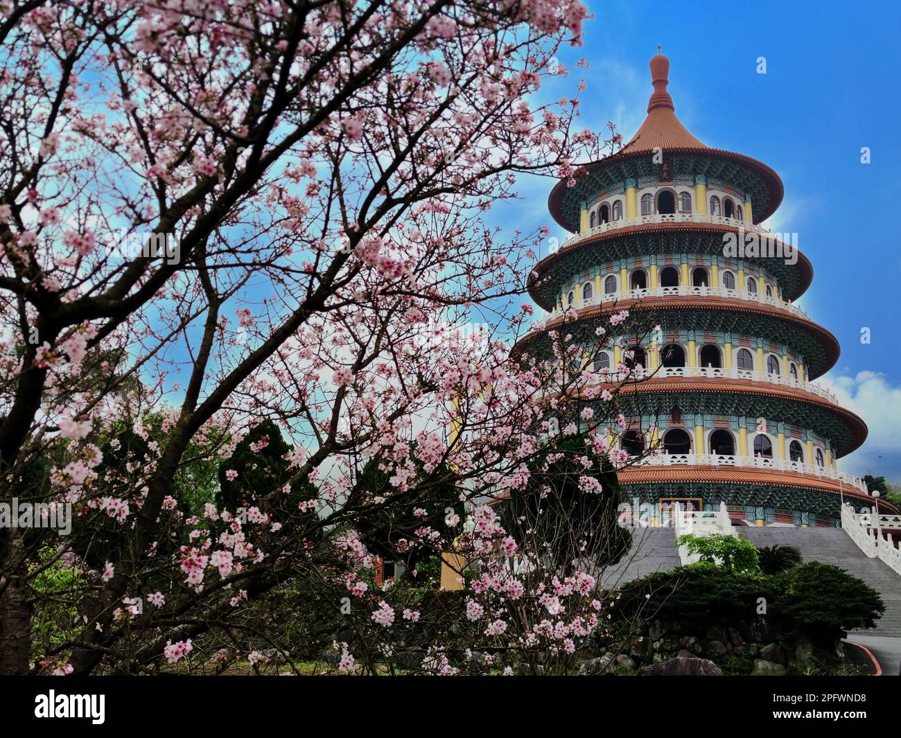 Der schöne Grippe Sakura Garten mit schönem Himmel in Taipei, Taiwan (mehrere Werte) Stockfoto