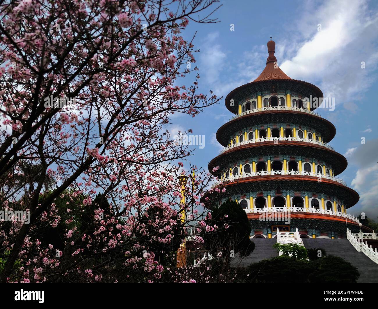 Der schöne Grippe Sakura Garten mit schönem Himmel in Taipei, Taiwan (mehrere Werte) Stockfoto