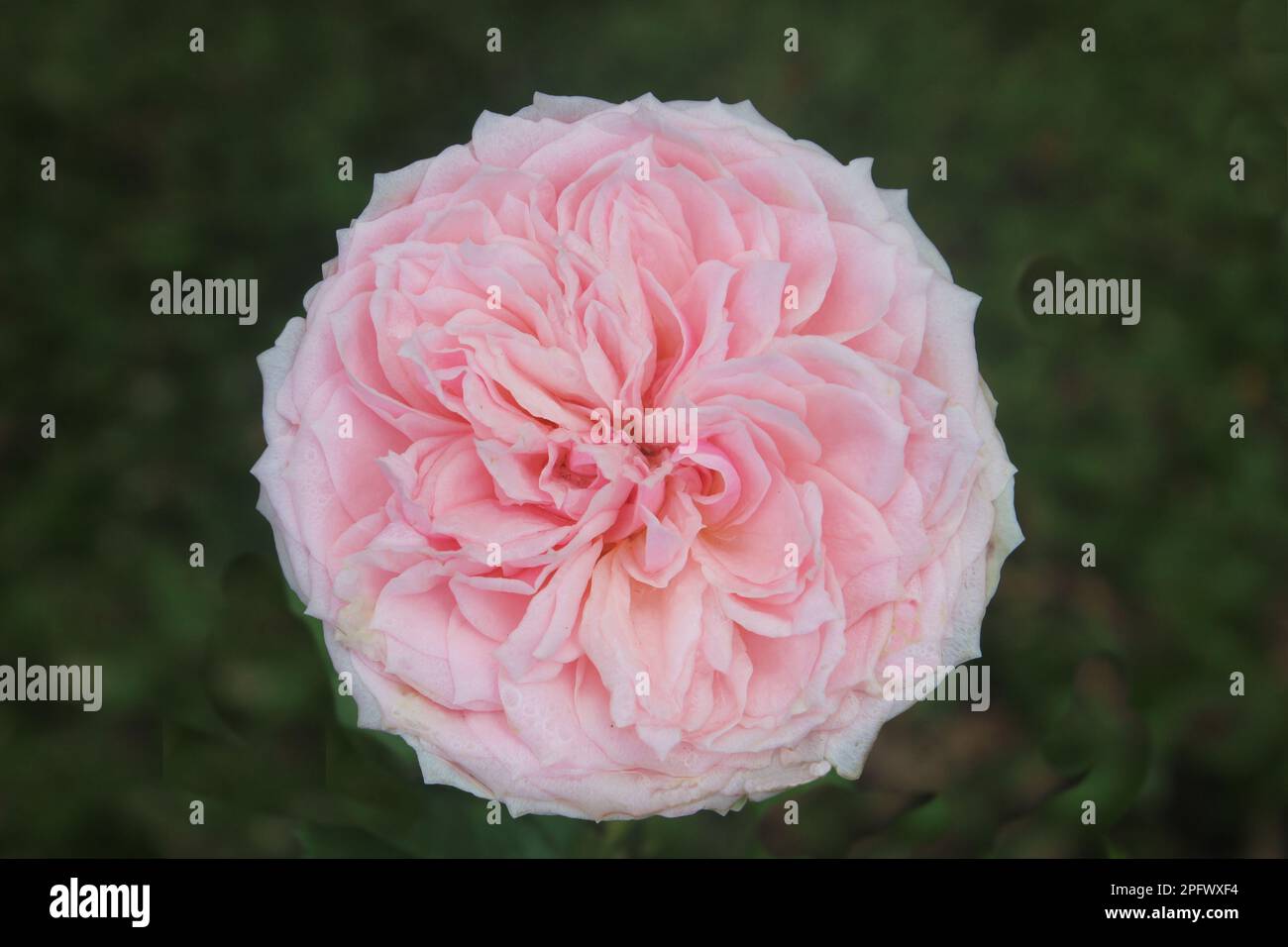 Rosa Provence-Rose oder Kohlrosa oder Rose de Mai mit unscharfem Hintergrund Stockfoto