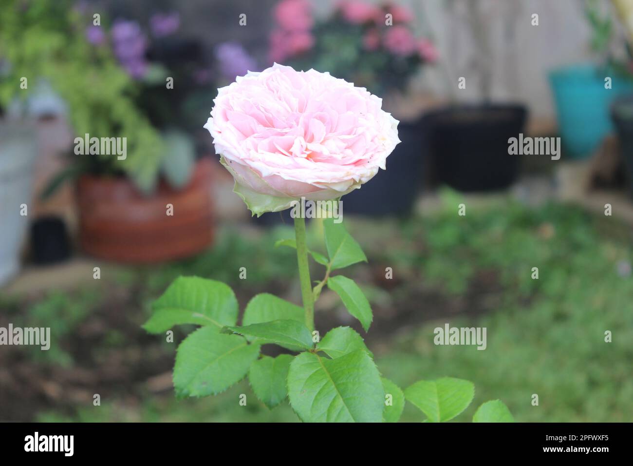 Rosa Provence-Rose oder Kohlrosa oder Rose de Mai mit unscharfem Hintergrund Stockfoto