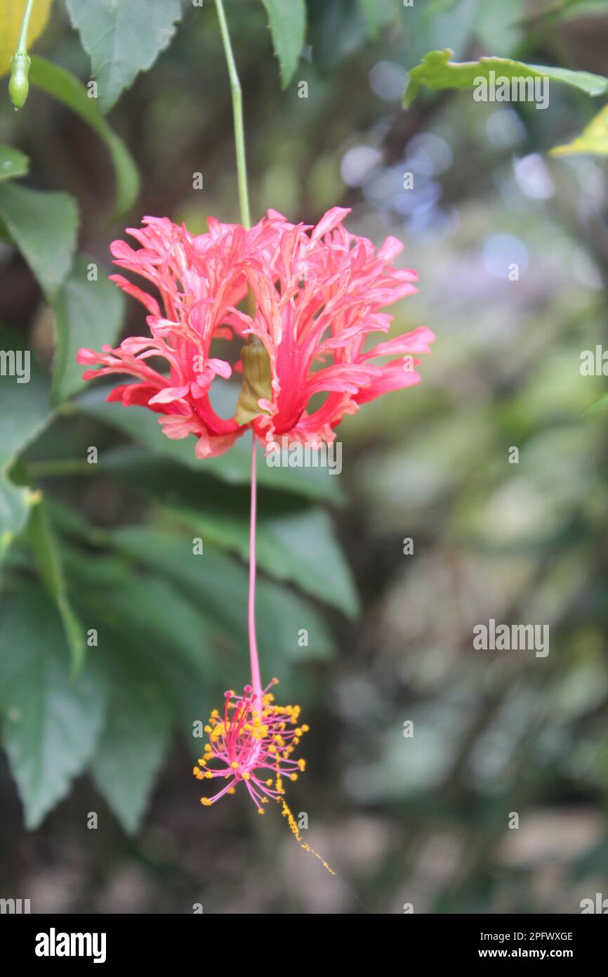 Hängende Worawari oder hängender Hibiskus (Hibiscus schizopetalus) mit unscharfem Hintergrund Stockfoto